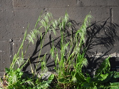 Bromus tectorum