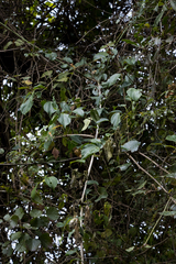 Scepocarpus trinervis