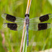 Erythrodiplax umbrata - Photo (c) Greg Lasley,  זכויות יוצרים חלקיות (CC BY-NC), הועלה על ידי Greg Lasley