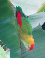 Loriculus beryllinus