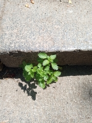 Urtica urens