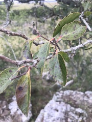 Xylosma tweediana