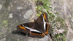 Adelpha corcyra