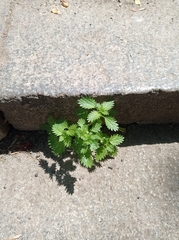 Urtica urens