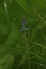 Bellevalia dubia boissieri