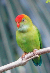 Loriculus beryllinus