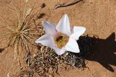 Gethyllis namaquensis