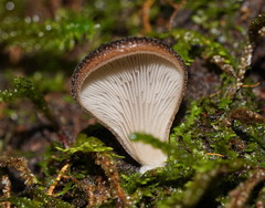 Pleurotus australis