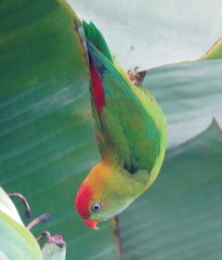 Loriculus beryllinus