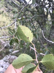 Xylosma tweediana
