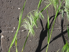 Bromus tectorum
