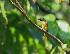 Pericrocotus speciosus