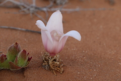 Gethyllis namaquensis