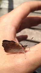 Orophila