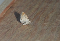 Macaria liturata