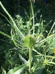 Dipsacus fullonum