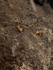 Lasius
