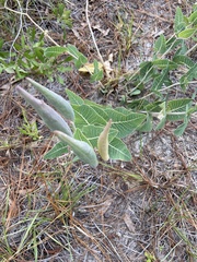 Asclepias humistrata image
