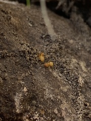 Lasius