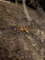 Lasius