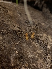Lasius