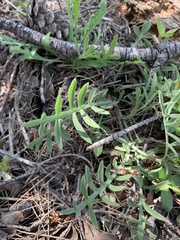 Centaurea boissieri mariolensis