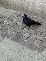 Corvus frugilegus
