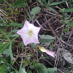 Convolvulus arvensis