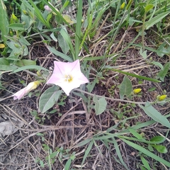 Convolvulus arvensis
