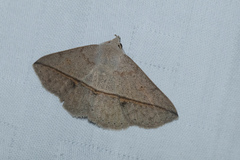 Ugia purpurea