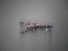 Bothriurus bonariensis