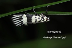 Heortia vitessoides