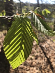 Litylenchus crenatae