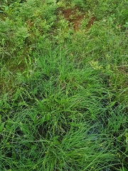 Carex wiegandii