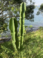 Euphorbia