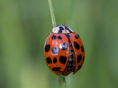 Harmonia axyridis