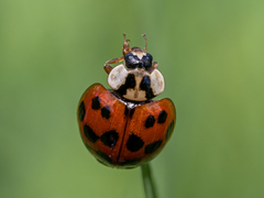 Harmonia axyridis