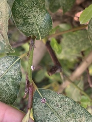 Ceroplastes sinensis