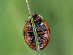 Harmonia axyridis