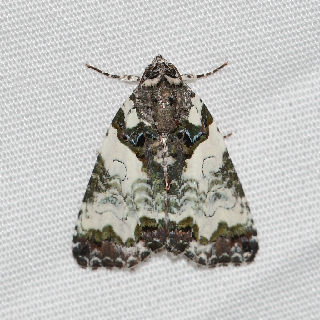 Tufted Birddropping Moth (Lepidoptera of Sibley Farm (Worcester Co., MA)) · iNaturalist
