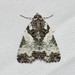 Tufted Bird-dropping Moth - Photo (c) Royal Tyler, some rights reserved (CC BY-NC-SA), uploaded by Royal Tyler