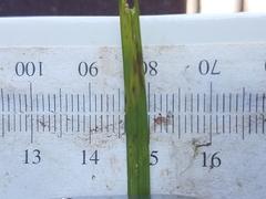 Carex wiegandii