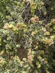 Grayia spinosa