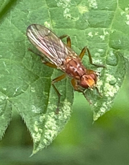 Psila