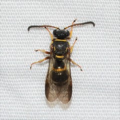 Argogorytes nigrifrons