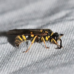 Argogorytes nigrifrons