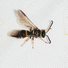 Argogorytes nigrifrons