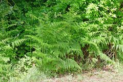 Pteridium aquilinum