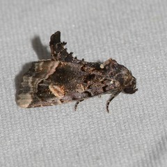 Homophoberia apicosa