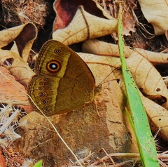 Brakefieldia perspicua